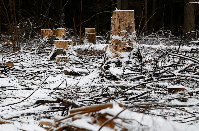 EU removes leather from anti-deforestation law after industr