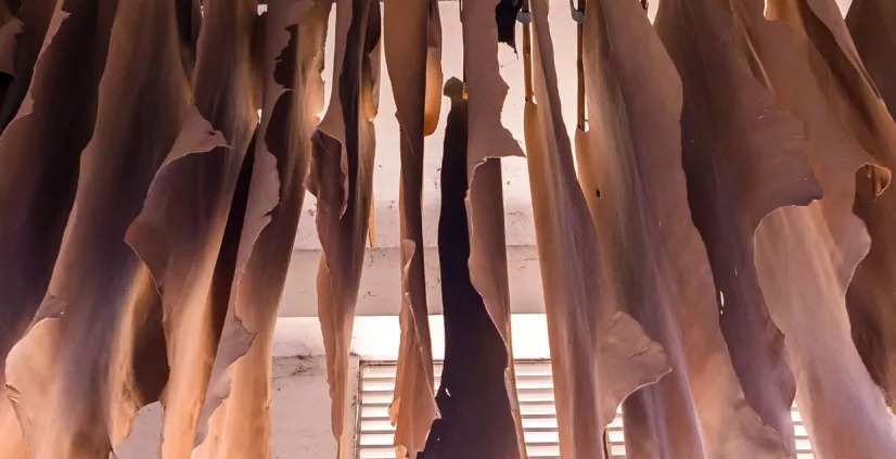 Indian state Bengal’s leather sector faces raw material shortage